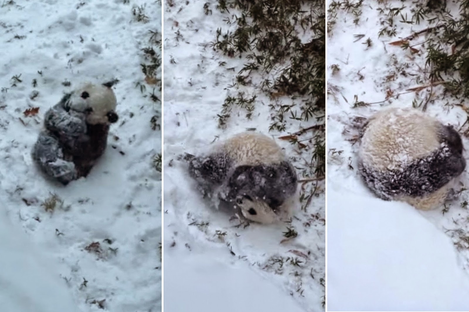Adorable Panda Cub Plays In Her First Snow Ever