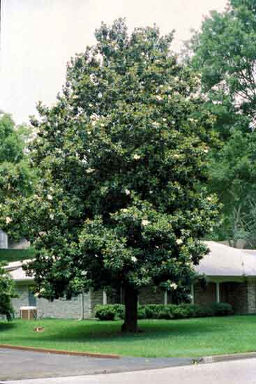 magnolia tree. southern magnolia tree leaves.