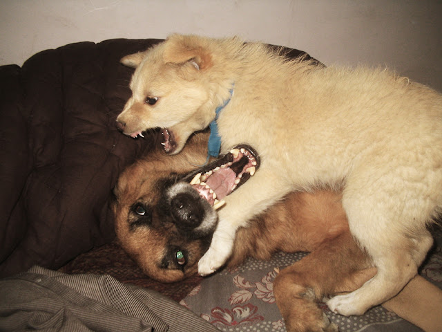 how to stop aggressive behavior in dogs