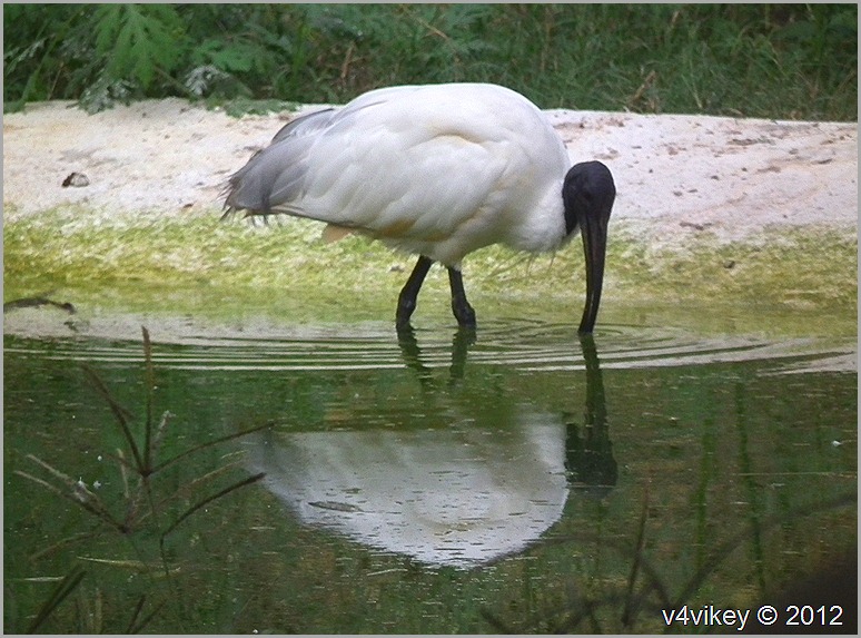 Australian White Ibis