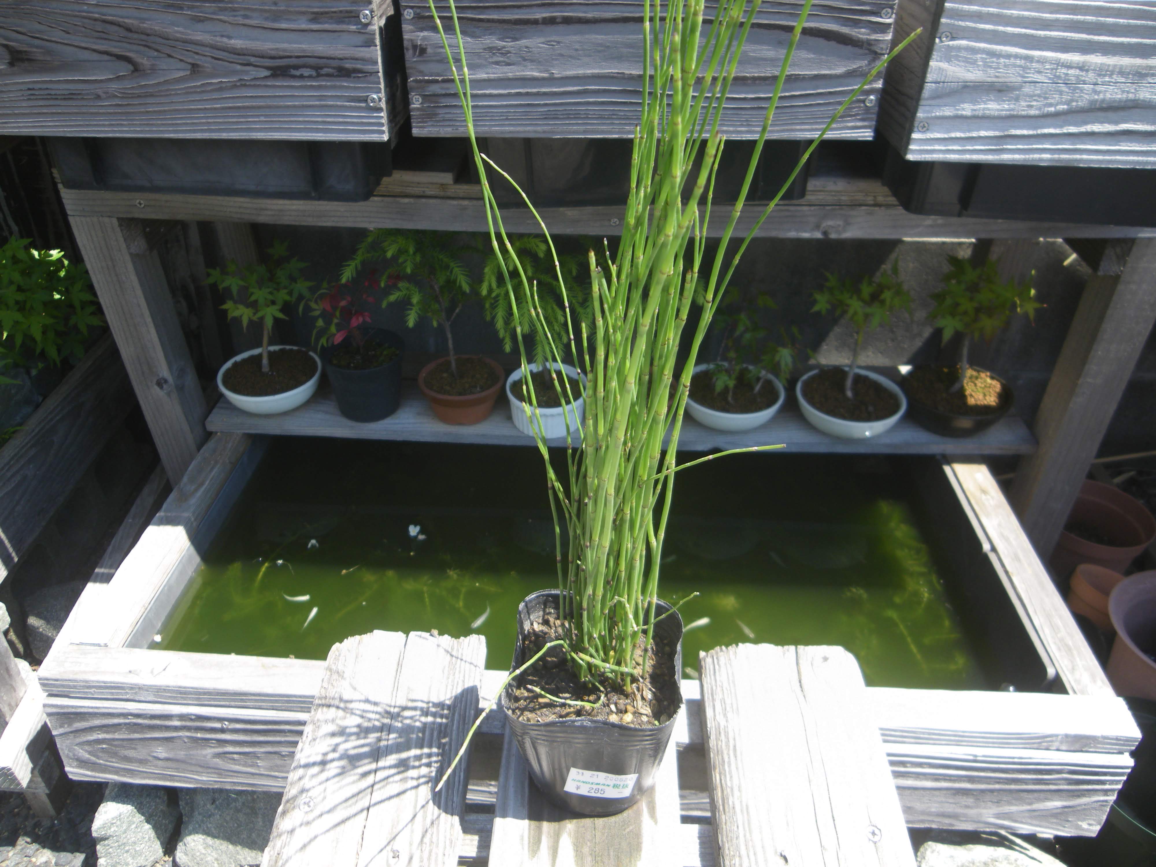 メダカのビオトープの水草の選び方 メダカの飼育が成功するために必要な水草 メダカの大工