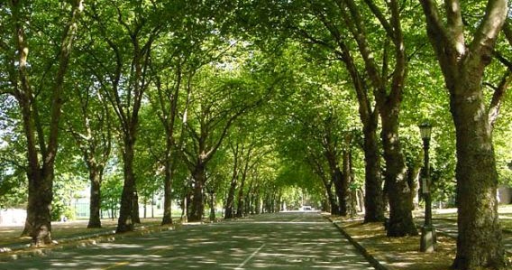 CV Mitra Bibit Jenis jenis Pohon Yang Biasa Ditanam 