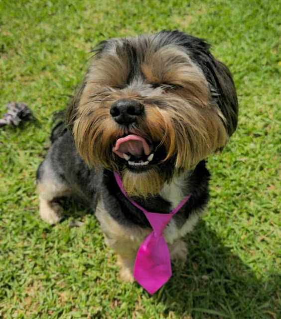 Traditional male Yorkie standing on the grass with a pink tie around his neck