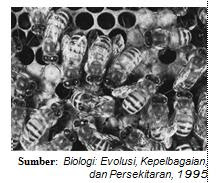 Populasi lebah (Apis indica). Kumpulan lebah-lebah di sarangnya merupakan suatu populasi 