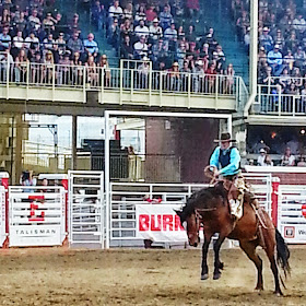 bareback rider in action at The Calgary Stampede
