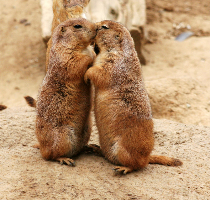 Sweet & Cute Animals Kissing