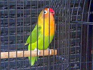 Cara Melatih Lovebird Biar Ngekek Panjang