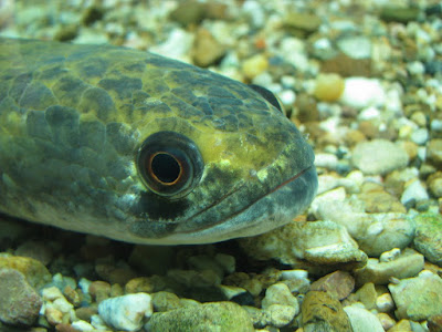 Snakehead Fish, Baby Snakehead Fish