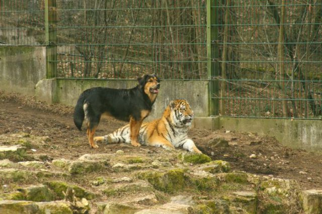 interspecies friendships, a dog and tiger, funny animal photos, animal pictures, dog and tiger cub at the zoo, dog and tiger are friends