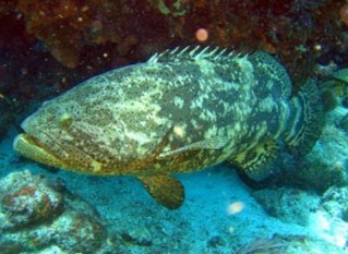 Kerapu macan (Epinephelus fuscoguttatus)