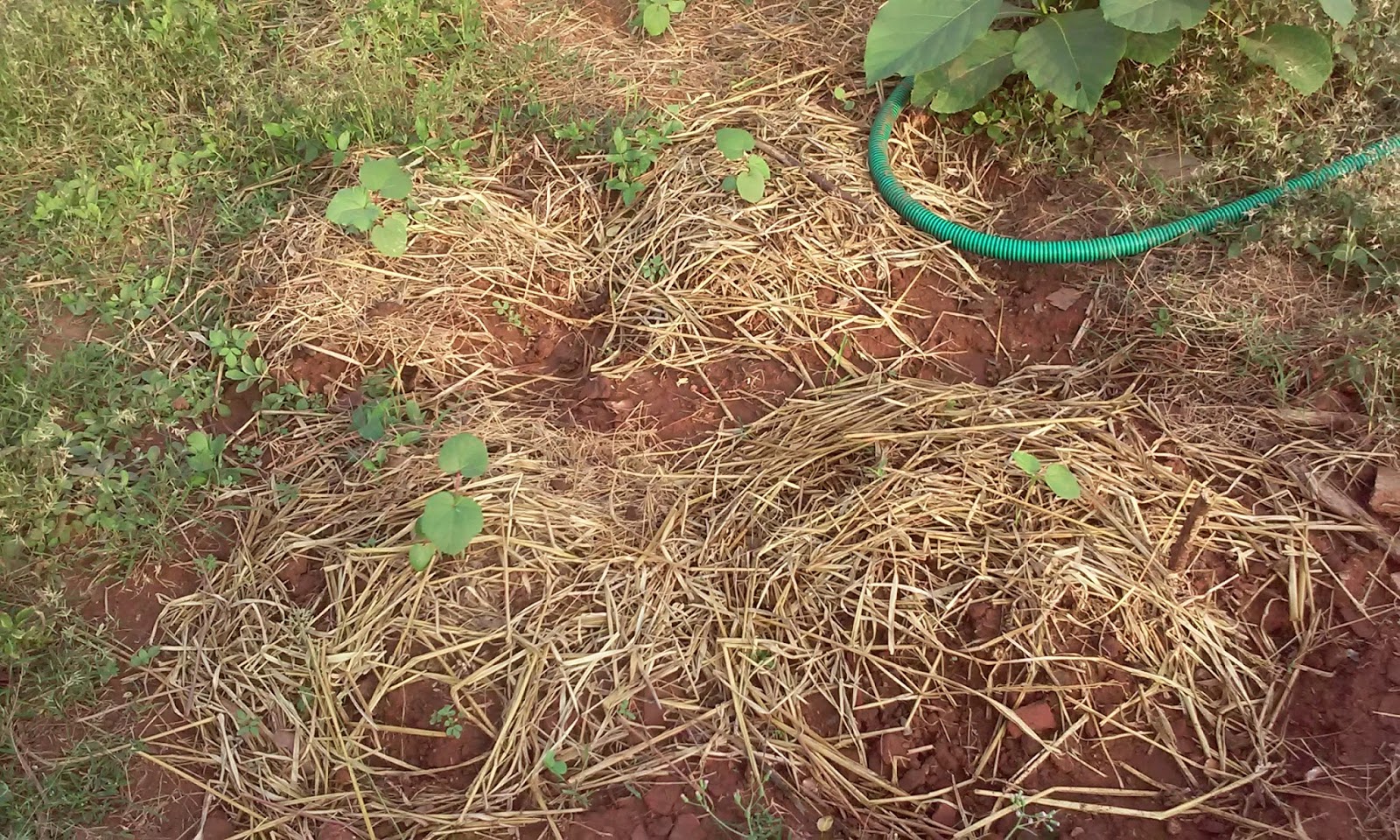 My Experiments With Farming Evaluation Of Cowdung Liquid Manure
