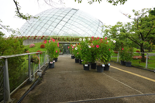 鳥取県西伯郡南部町鶴田　とっとり花回廊　プロムナード橋　タイタンビカス・アルテミス