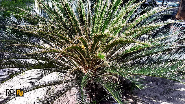 Diseases of cycas