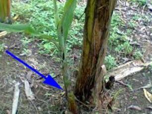 cara mematikan anakan pisang