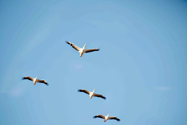 Pelicans flying overhead