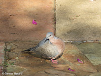 Spotted Dove showing both neck patches – Fort DeRussy Park, Oahu – © Denise Motard