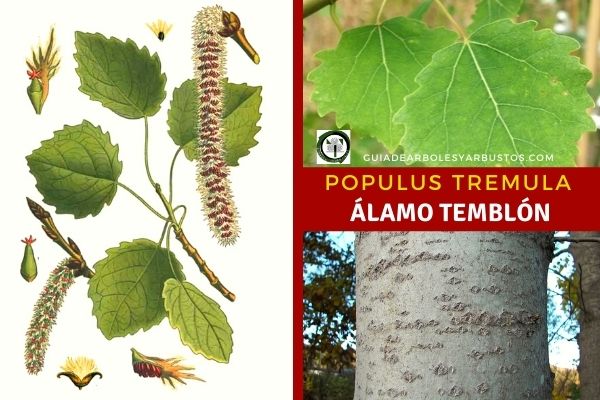 Álamo Trémulo o Temblón, considerado una especie arbórea pionera, de rápido crecimiento y de alto valor ornamental