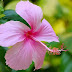 How to Plant and Care for Hibiscus