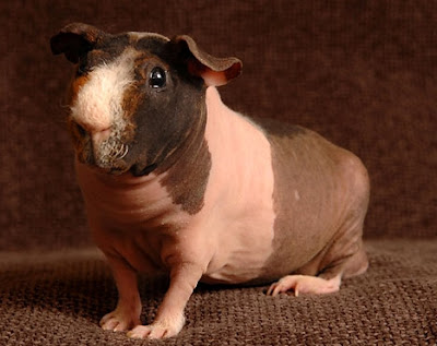 guinea pig