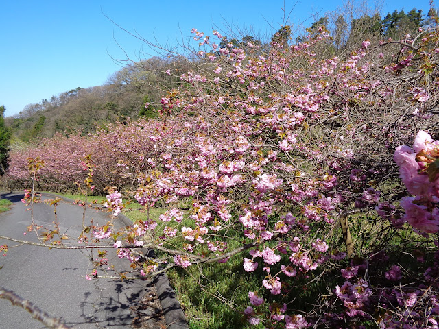 マウンテンストリームきしもとの牡丹桜