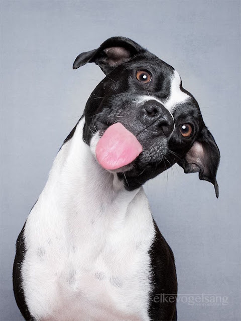 Adoráveis e Expressivas fotos de cachorros pro Elke Vogelsang