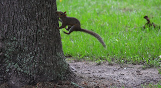 Squirrel jumping and making contact with the tree