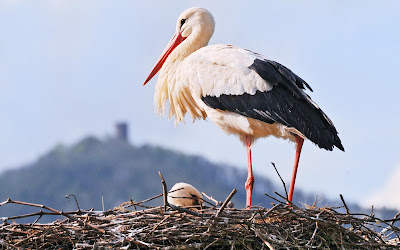 Stork