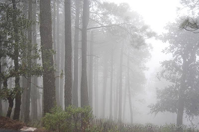 Resultado de imagen para invierno en la sierra gorda