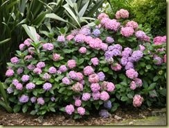 DSCF0256