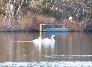 Swans on Herring Pond, Eastham