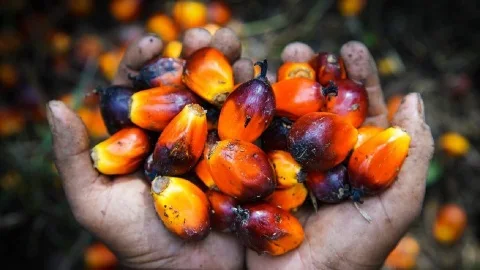 Pengelolaan Perkebunan Kelapa Sawit Swadaya di Indonesia