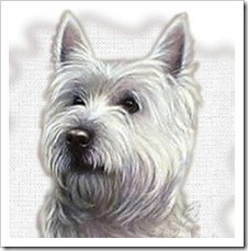 Westie-1
