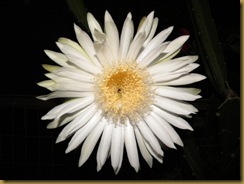 DSCN5131