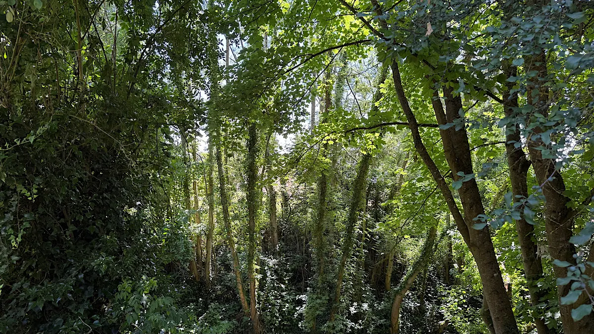 A view of an abundantly green forest