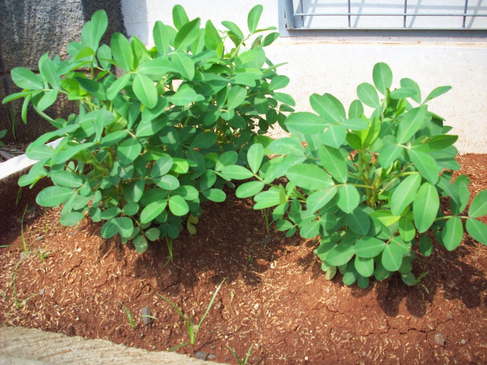 Budidaya Tanaman Kacang Tanah Arachis hypogaea Tanaman Budidaya Tanaman Kacang Tanah Arachis hypogaea Tanaman