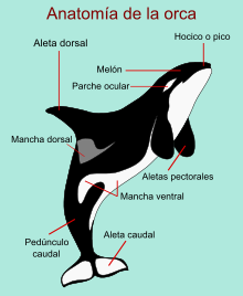  Curiosidades orcas