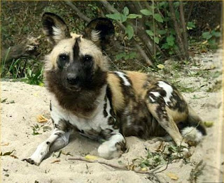 african painted dog on snow