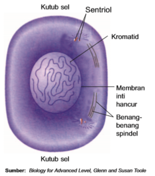 Profase