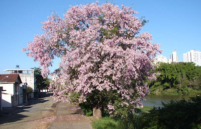 Foto de Flávio Flora, 2010