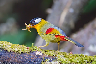 Foto Burung Pancawarna Jantan