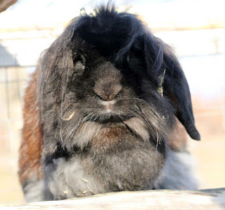 Sassy on top of her hutch