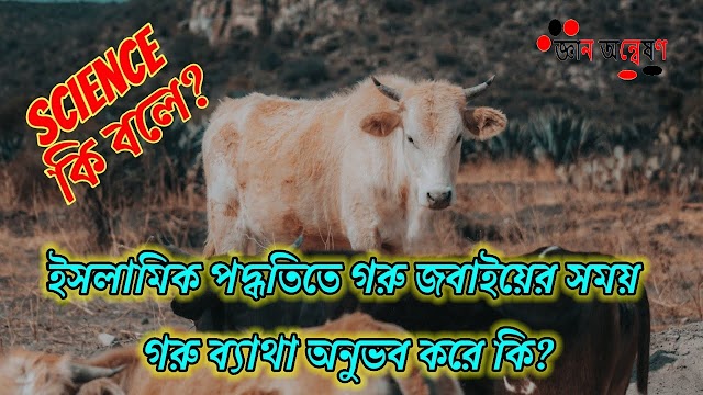 ইসলামিক পদ্ধতিতে গরু জবাইয়ের সময় গরু ব্যাথা অনুভব করে কি না, Science কি বলে?