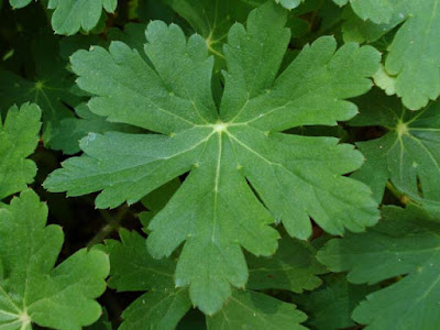 Geranium macrorrhizum