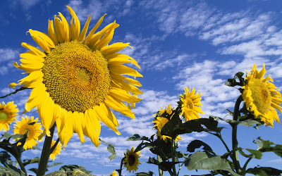 Imagenes de Flores hermosas