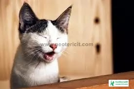 Cat Funny Pic - Cat Image Download 2023 - biraler pic - NeotericIT.com - Image no 11