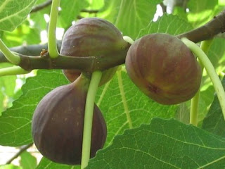 Fruit Alphabetical List - Fig Fruits