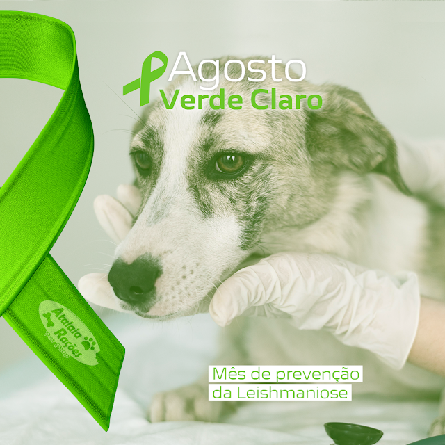 Agosto Verde Claro – Porque se preocupar com a Leishmaniose