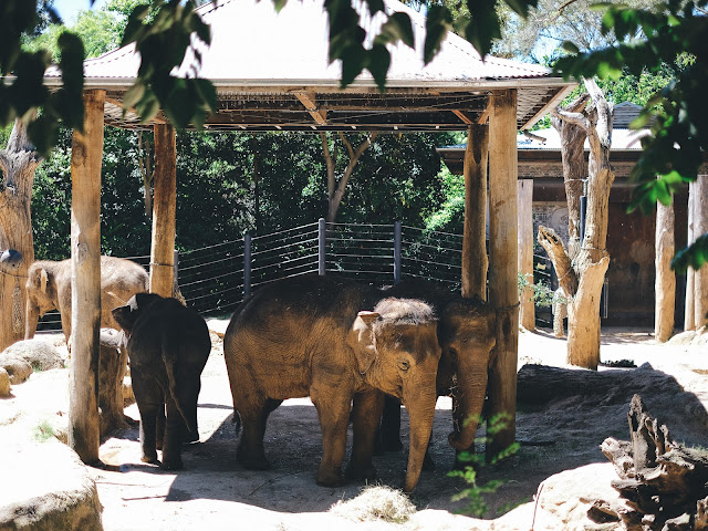 メルボルン動物園（Melbourne Zoo）