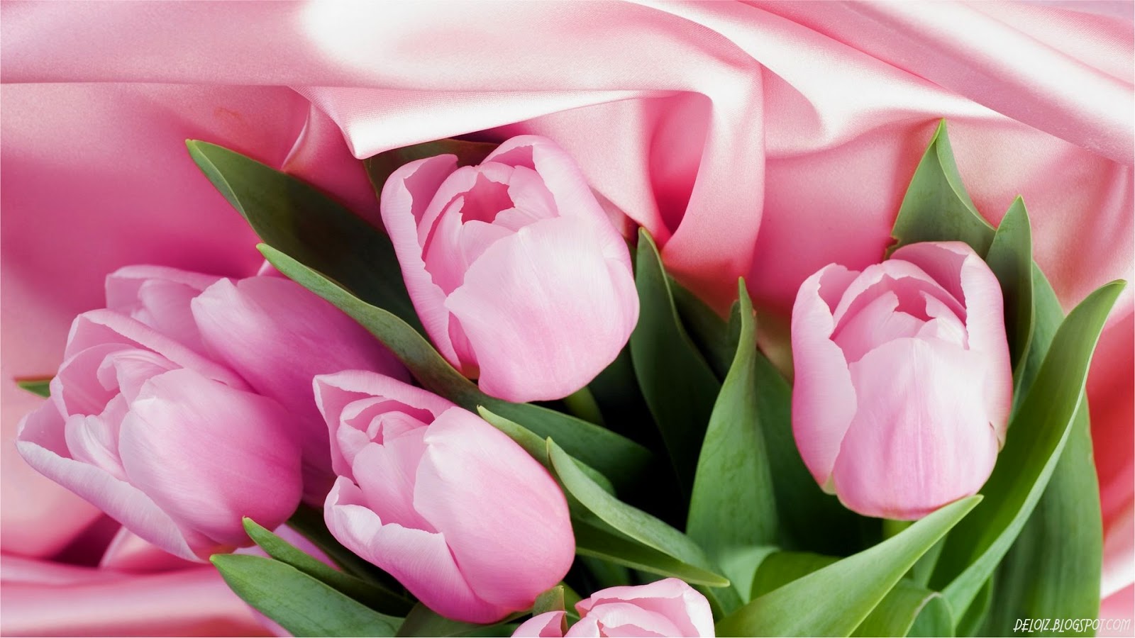 Wallpaper Bunga Tulip Pink