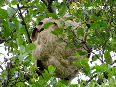 Avispa asiática (Vespa velutina nigrithorax) I parte 